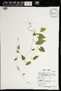 Fallopia convolvulus image