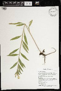 Oenothera biennis image