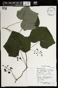 Menispermum canadense image