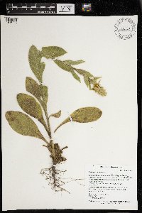 Verbascum thapsus image
