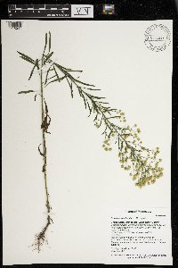 Conyza canadensis image