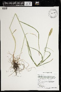 Phleum pratense image