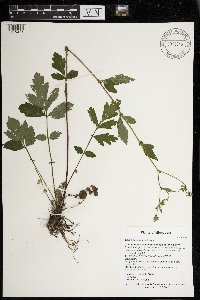 Geum canadense image