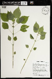 Pilea pumila image