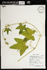 Echinocystis lobata image