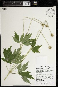 Anemone virginiana image