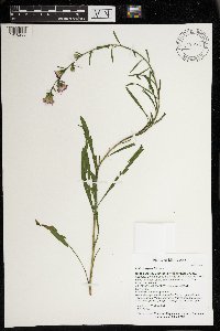 Liatris aspera image