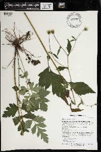 Geum canadense image