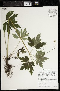 Anemone virginiana image