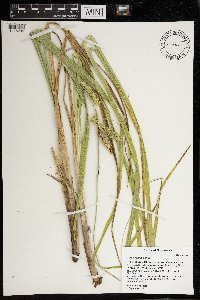 Carex comosa image