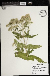 Eupatorium perfoliatum image