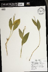 Maianthemum trifolium image
