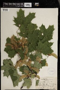 Image Associated With the Occurrence