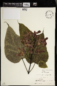 Catalpa speciosa image