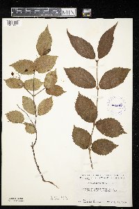 Viburnum rafinesquianum image