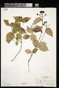 Viburnum rafinesquianum var. affine image