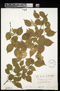 Viburnum rafinesquianum var. affine image