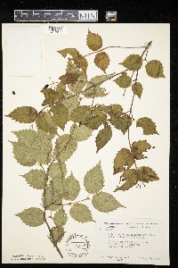 Viburnum rafinesquianum var. affine image
