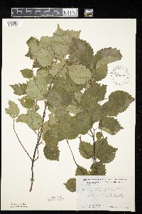 Viburnum rafinesquianum var. affine image