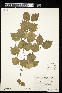 Viburnum rafinesquianum var. affine image