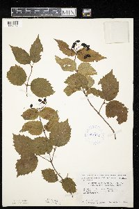 Viburnum rafinesquianum var. affine image