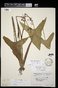 Sagittaria cuneata image