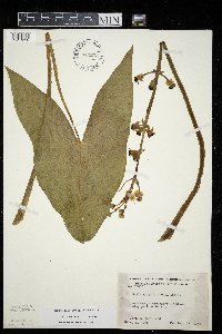 Sagittaria latifolia image
