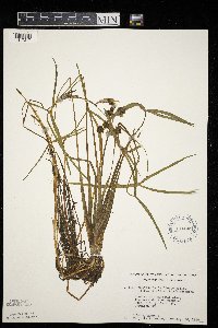 Sagittaria latifolia image