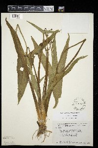 Sagittaria latifolia image