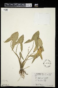 Sagittaria latifolia image