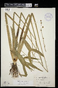 Sagittaria latifolia image
