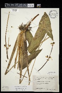 Sagittaria latifolia image