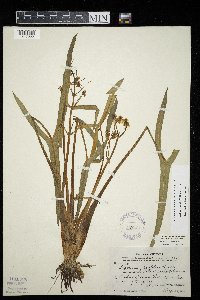 Sagittaria latifolia image