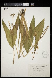 Sagittaria latifolia image