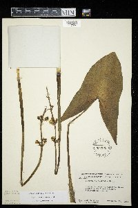 Sagittaria latifolia image