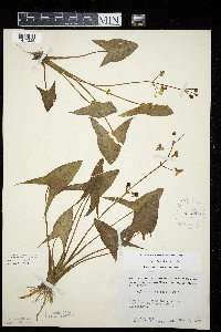 Sagittaria latifolia image
