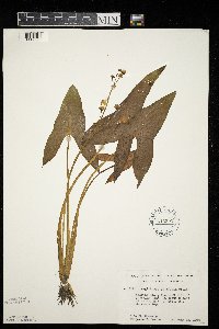 Sagittaria latifolia image