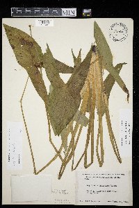 Sagittaria latifolia image