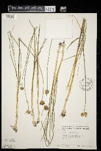 Allium canadense image