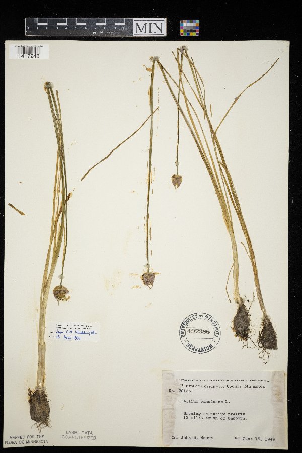 Allium canadense var. canadense image
