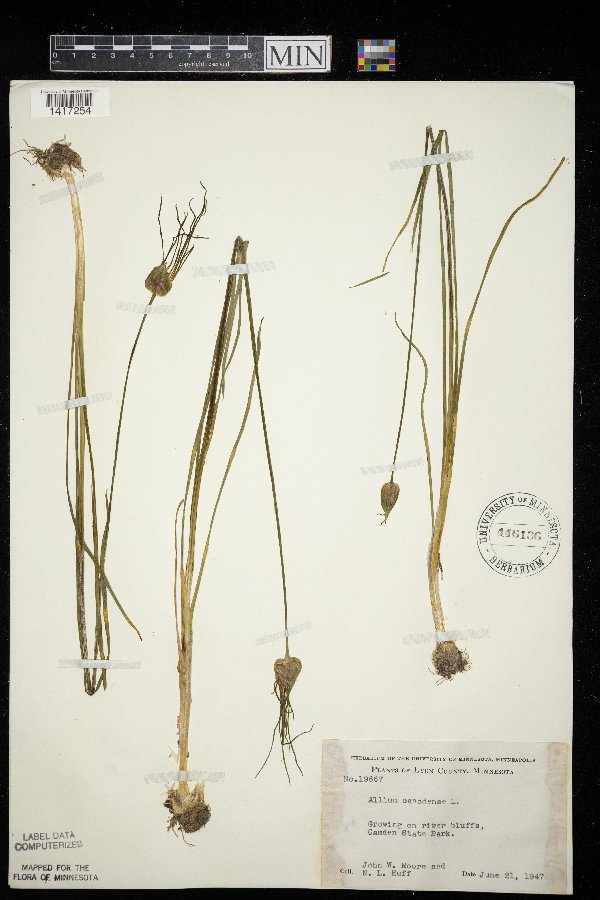Allium canadense image