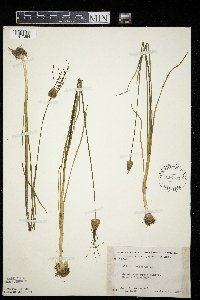 Allium canadense var. canadense image