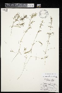 Najas flexilis image