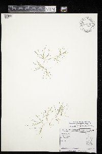 Zannichellia palustris image