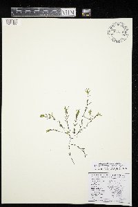 Najas guadalupensis image