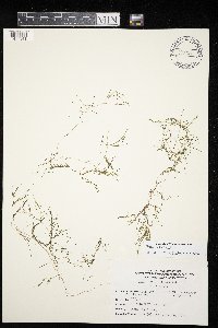 Zannichellia palustris image