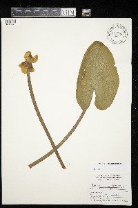 Nuphar variegata image