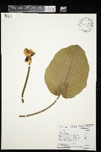 Nuphar variegata image