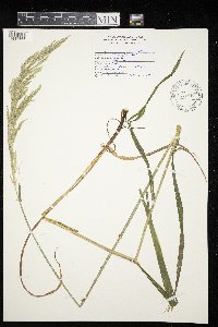 Cinna arundinacea image