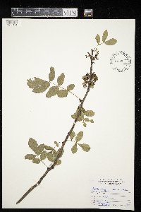 Zanthoxylum americanum image